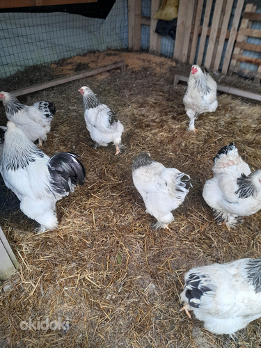 Шелковая курица, брама цыплята (фото #6)