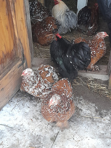 Bantam kotšinite haudemunad.Müüa ka tibud.