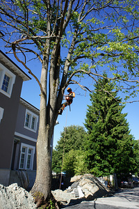 Arboristika, puude puhastamine, puude langetamine, puude lõikamine (2 foto / 3)