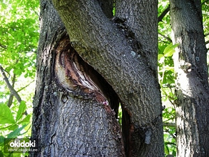 Arboristika, puude puhastamine, puude langetamine, puude lõikamine (3 foto / 3)