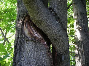 Arboristika, puude puhastamine, puude langetamine, puude lõikamine (9 foto / 10)