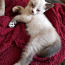 Котёнок метис сиама (фото #2)