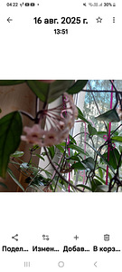 HOYA TOATAIMETAIM (6 foto / 8)