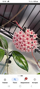 HOYA TOATAIMETAIM (8 foto / 8)