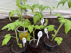Annan ära tomatitaimed (Jõhvi) (4 foto / 6)