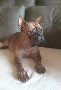 Chinese Chongqing Dog (3 foto / 3)