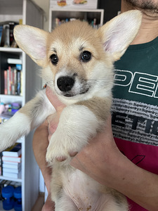Welsh Corgi Pembroke kutsikad (1 foto / 6)