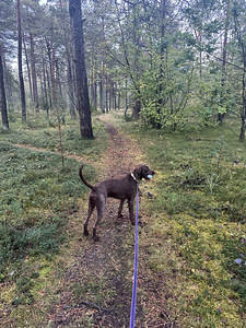 Lemmikloomade hoidmine (9 foto / 10)