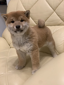 Shiba Inu (3 foto / 6)