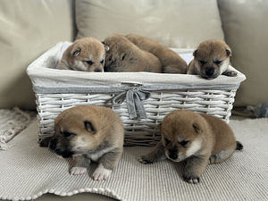 Shiba Inu (2 фото из 6)