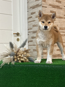 Shiba inu (3 foto / 5)