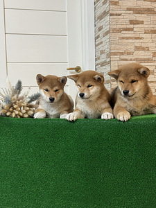 Shiba Inu (2 фото из 5)