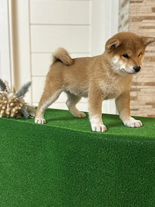 Shiba Inu (4 фото из 5)