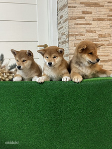 Shiba inu (4 foto / 5)