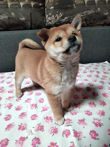 Shiba Inu (2 foto / 6)