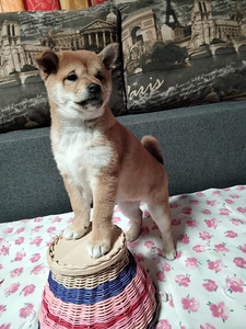 Shiba Inu (3 foto / 6)