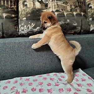 Shiba Inu (5 foto / 6)