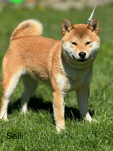 Shiba Inu