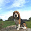 Beagle (foto #4)