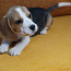 Beagle (foto #2)