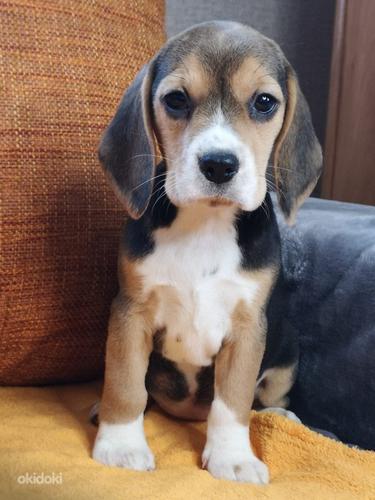 Beagle (foto #6)