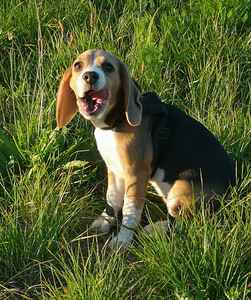 Beagle (5 foto / 5)