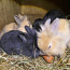 Продаются очаровательные кролики (фото #1)
