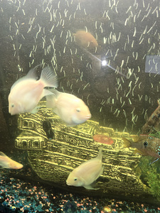 Tsihlazooma roosa flamingo (Cichlasoma nigrofasciatum albino (2 foto / 3)