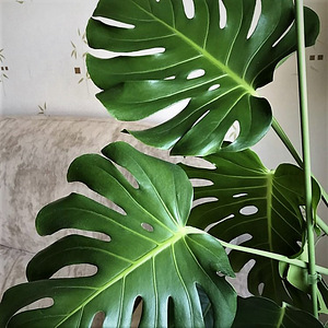 Monstera deliciosa toalilli ilusad istikud, 45-60 cm (2 foto / 10)