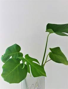 Monstera deliciosa toalilli ilusad istikud, 45-60 cm (8 foto / 10)