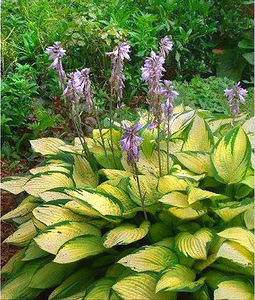 Taime Hosta sort 'Gold Standart' ja "Avocado" suured istikud (2 foto / 5)