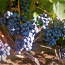 Viinamarja Zilga 1-aastased suured istikud (foto #1)