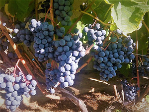 1-летние большие caженцы винограда Зилга