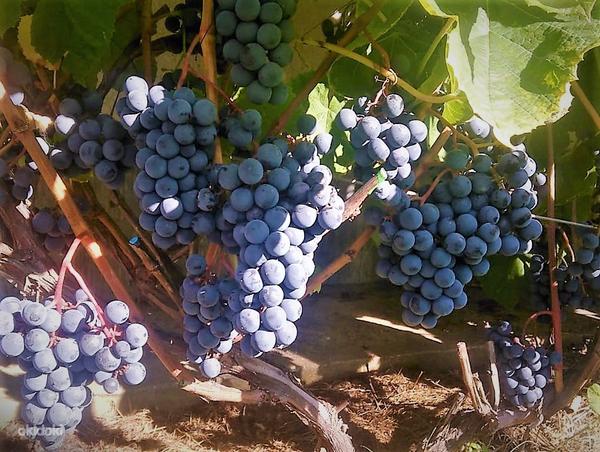 1-летние большие caженцы винограда Зилга (фото #1)
