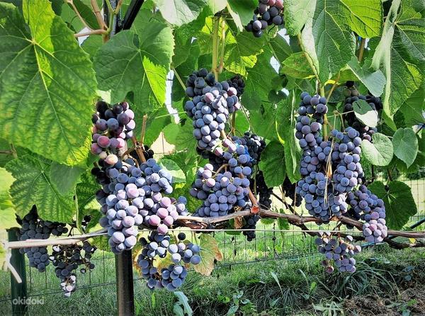 Musta viinamarja Zilga noored istikud (foto #2)