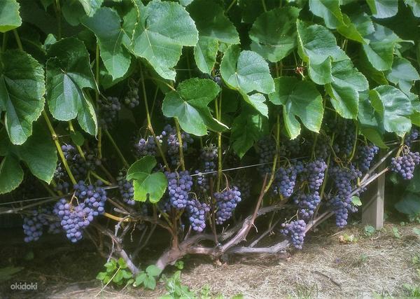 Musta viinamarja Zilga noored istikud (foto #8)