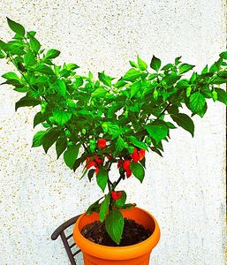 Super terav tšili pipra “Bhut Jolokia Red” -1 pipar (4 foto / 8)