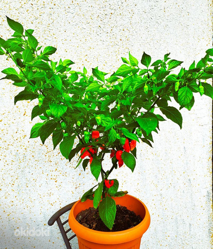 “Bhut Jolokia Red” супер острый чили перец- 1 стручок (фото #4)