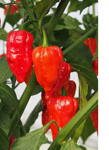 Super terav tšili pipra “Bhut Jolokia Red” -1 pipar (6 foto / 8)