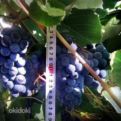 Viinamarja Zilga 1-aastased väiksed istikud (foto #6)