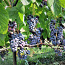 Viinamarja Zilga 1-aastased ja noored istikud (foto #1)