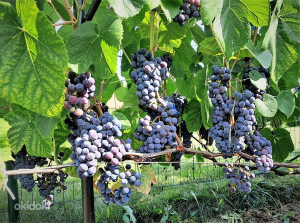 Viinamarja Zilga 1-aastased ja noored istikud (foto #1)