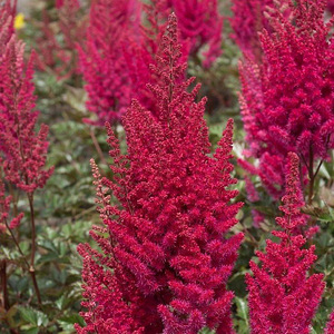 Taime Astilbe " Lowlands Ruby Red" istikud (5 foto / 5)