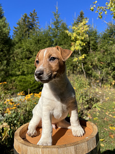 Jack Russell Terjeri kutsikad (4 foto / 7)