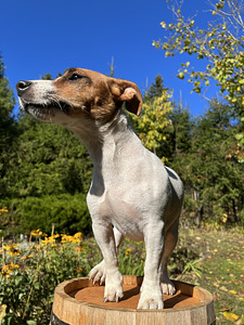 Jack Russell Terjeri kutsikad (6 foto / 7)