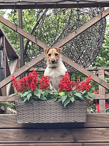 Jack Russell Terjeri kutsikad (7 foto / 7)