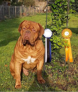 Bordoo dogi kutsikas (6 foto / 7)
