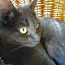 Kiisu vene sinine kass tüüpi (foto #1)