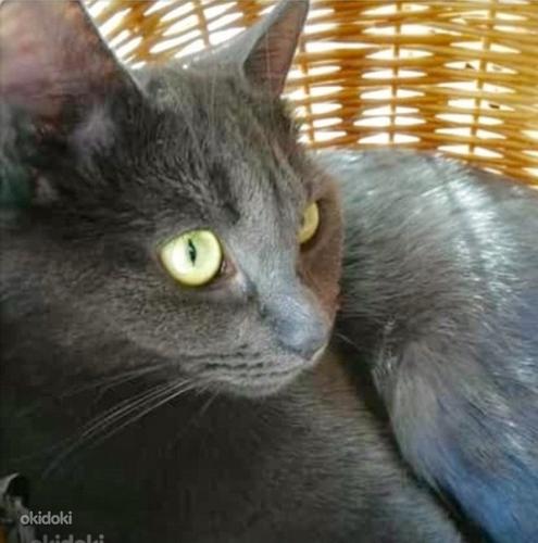 Kiisu vene sinine kass tüüpi (foto #1)