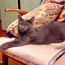 Kiisu vene sinine kass tüüpi (foto #3)